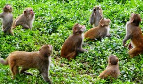 बाँदर भुलाउन जङ्गलमा फलफूल खेती