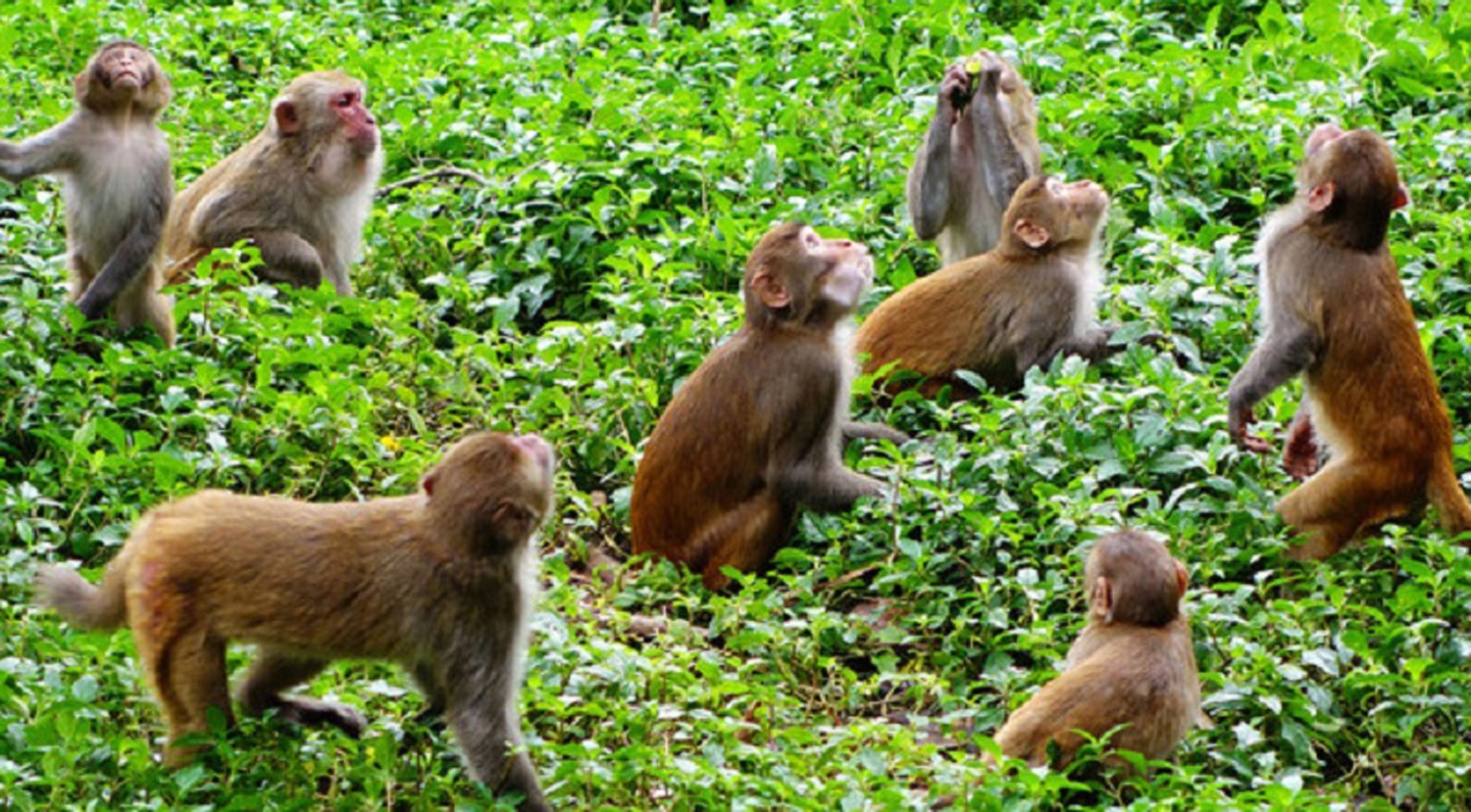 बाँदर भुलाउन जङ्गलमा फलफूल खेती