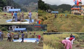 रास्वपाको नेता धान काट्न सहयोग गर्दै खेतखेतमा
