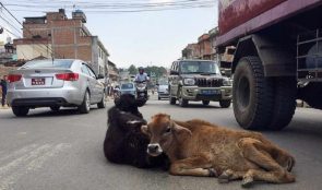 काठमाडौंका सडकमा भेटिएका गाईबाच्छालाई काञ्जी हाउसमा राखिँदै