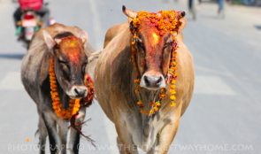 आज गाई पूजा गरिंदै