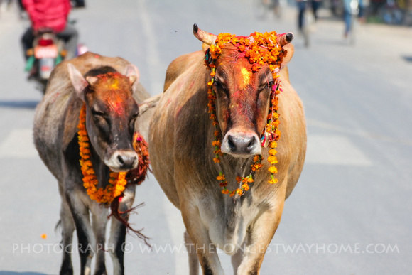 आज गाई पूजा गरिंदै