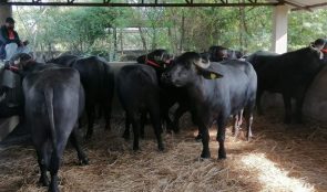 पोखरामा मुर्रा राँगालाई फूलमालासहित स्वागत