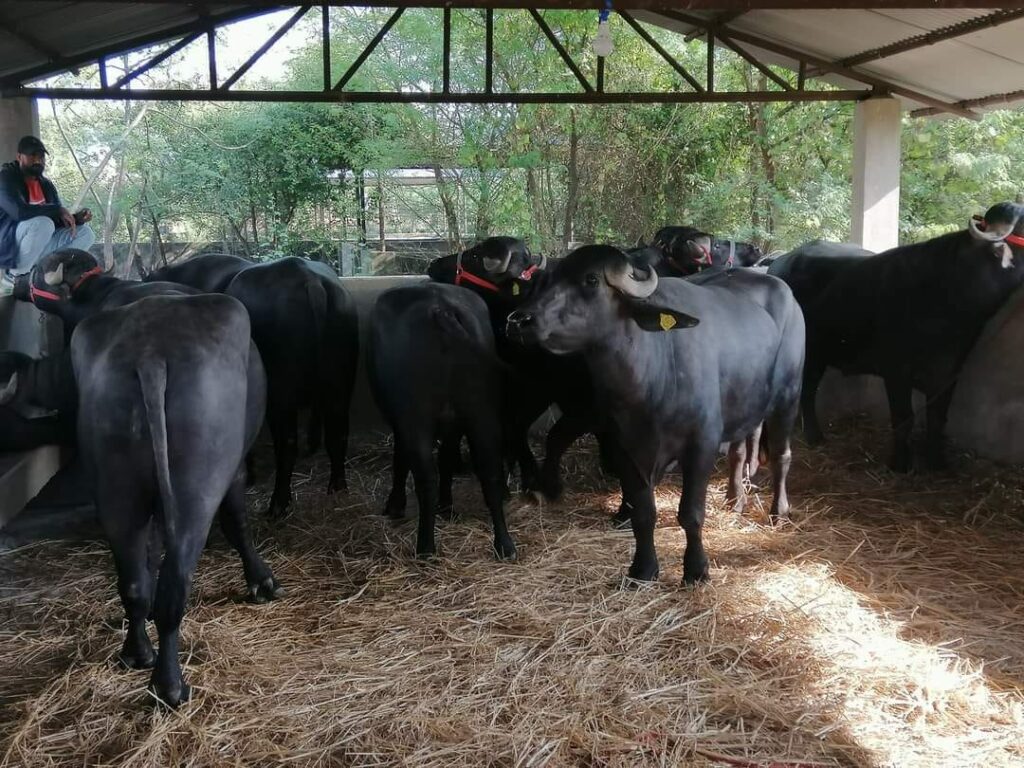 पोखरामा मुर्रा राँगालाई फूलमालासहित स्वागत
