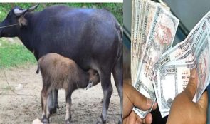 काभ्रेमा भैँसीलाई सुत्केरी भत्ता