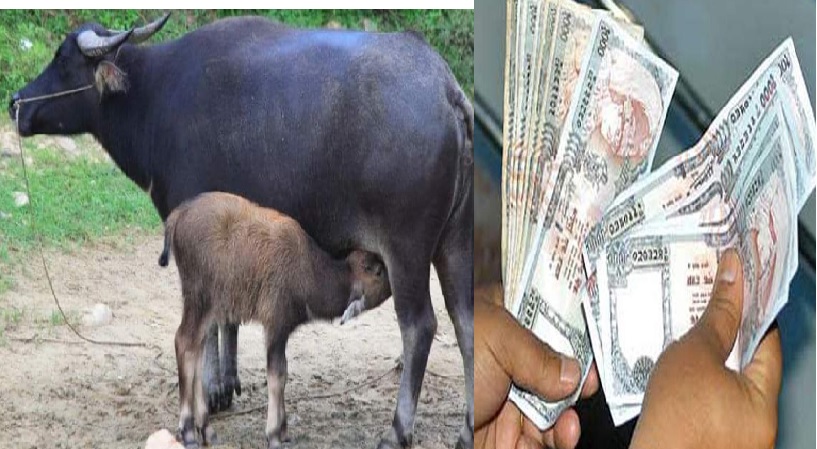 काभ्रेमा भैँसीलाई सुत्केरी भत्ता