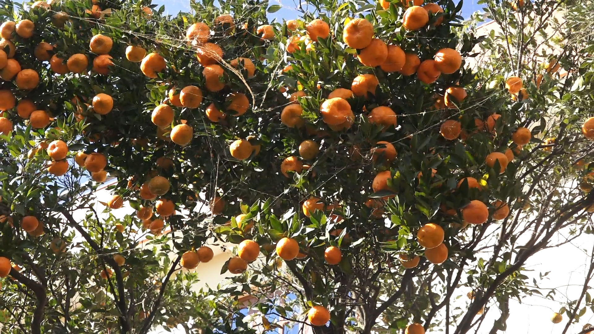 काभ्रेमा बर्सेनि सुन्तला उत्पादनमा गिरावट