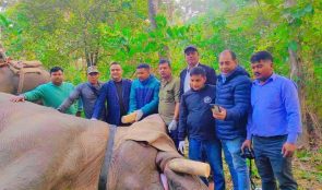 ध्रुवे हात्तीलाई रेडियोकलर जडान