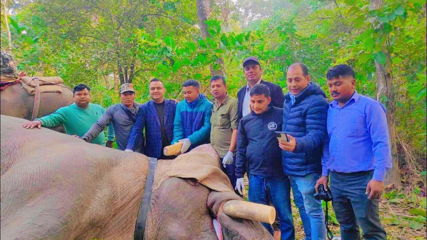 ध्रुवे हात्तीलाई रेडियोकलर जडान