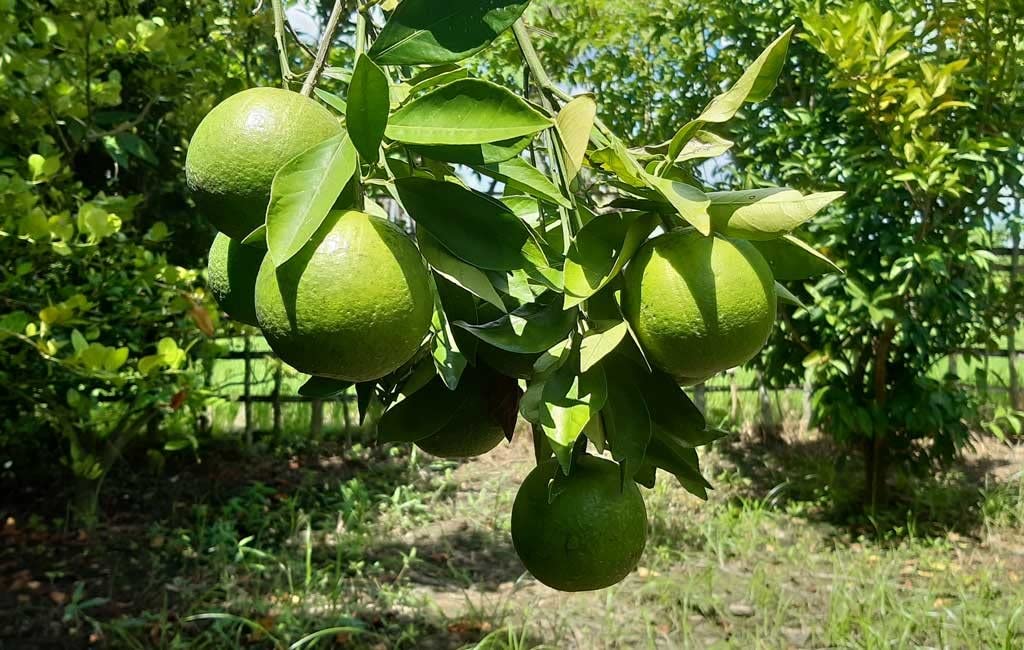 किसानलाई फलफूलको बेर्नामा अनुदान