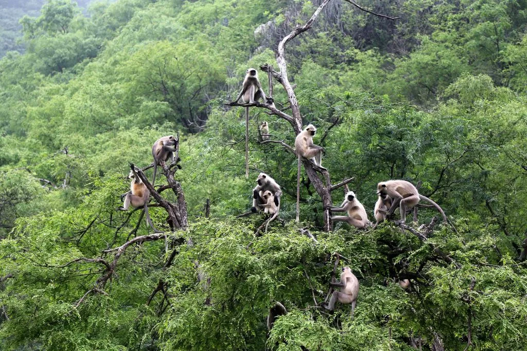 बाँदरले दु:ख दिएपछि पोखरामा रुख काट्ने अभियान