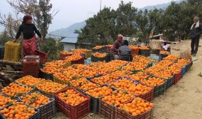 सुन्तला बेचेर करोडौँ आम्दानी