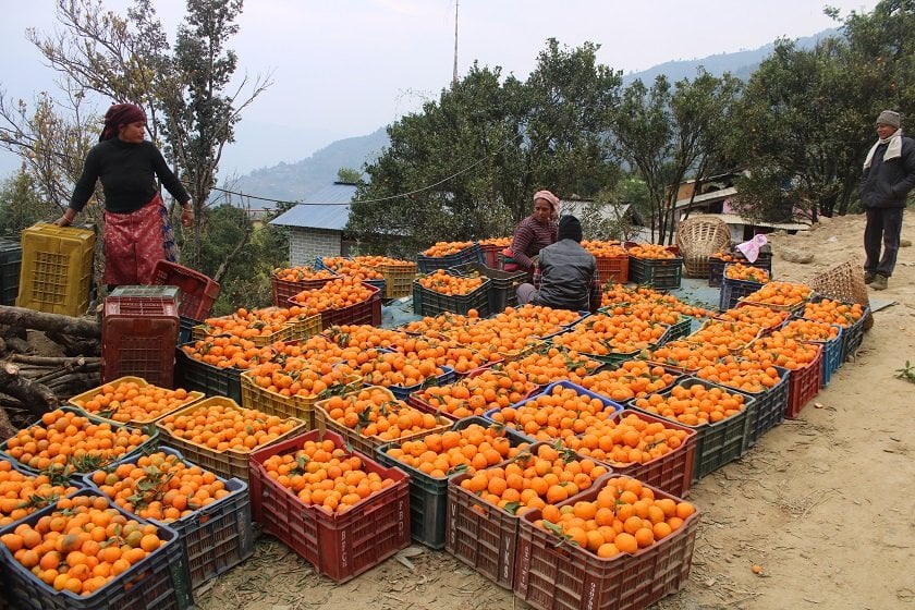 सुन्तला बेचेर करोडौँ आम्दानी