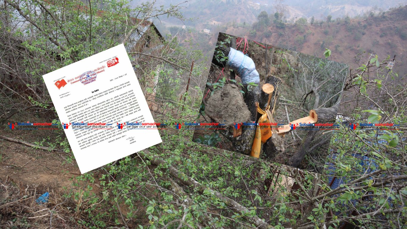 बुद्धचित मालाको बोट काटिएको जिम्मा नेपाल कम्युनिस्ट पार्टी माओबादीले लियो