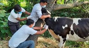 काभ्रेको पनौती नगरपालिकामा निःशुल्क पशु खोप अभियान