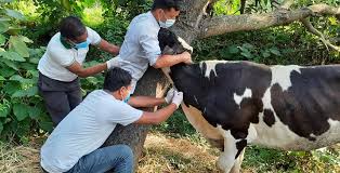 काभ्रेको पनौती नगरपालिकामा निःशुल्क पशु खोप अभियान