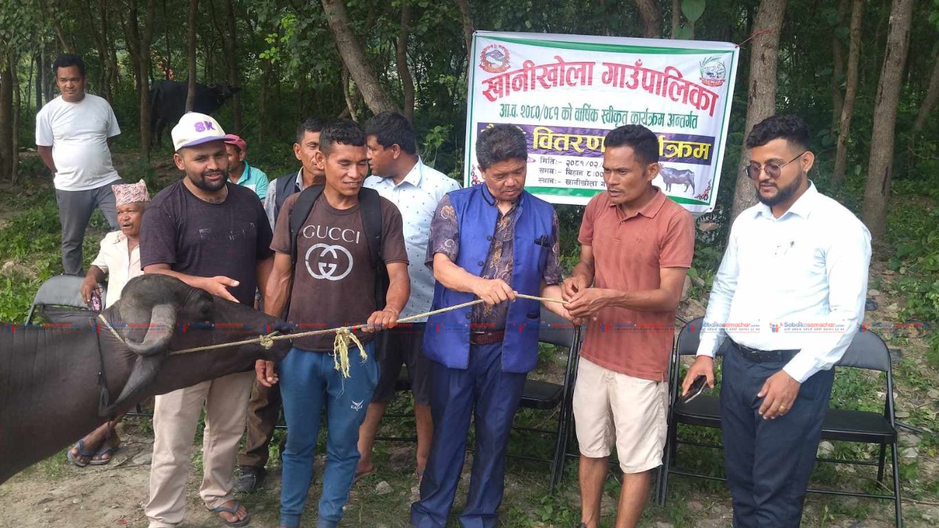काभ्रेको खानिखोलामा ५०% अनुदानमा भैँसी वितरण