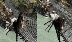 झोलुंगे पुलको लट्ठा चुँडिदा १४ खच्चर फसे