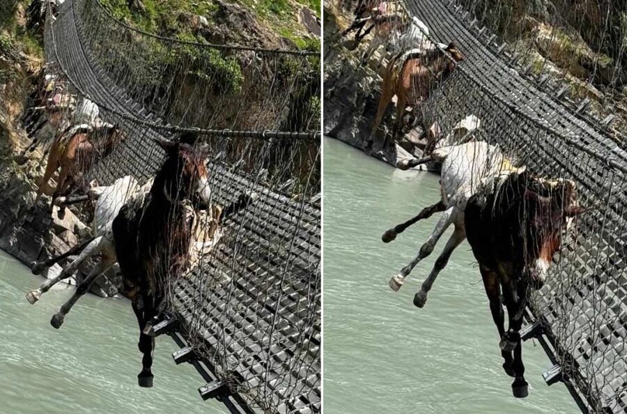 झोलुंगे पुलको लट्ठा चुँडिदा १४ खच्चर फसे