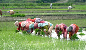 आज दही चिउरा खाने दिन : राष्ट्रिय धान दिवस मनाइँदै
