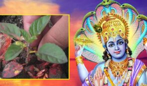 आज हरिशयनी एकादशी, कस्तो छ शास्त्रीय मान्यता ?