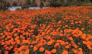 फूल बिक्री गरेर २ लाख आम्दानी