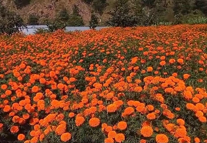 फूल बिक्री गरेर २ लाख आम्दानी