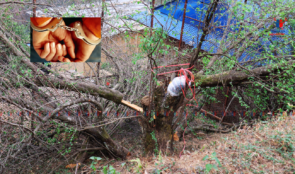 बुद्धचित मालाको बोट काट्ने र चोर्ने गिरोहका ३ जना पक्राउ