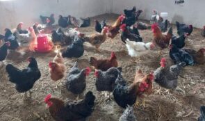 पढ्दै कमाउँदै : कुखुरा पालनमा रमाउँदै विद्यार्थी