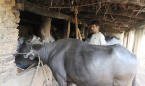 दूध बेचेर वार्षिक २० लाख कमाइ