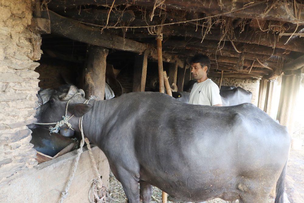 दूध बेचेर वार्षिक २० लाख कमाइ