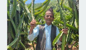 ड्रागन फ्रुटबाट वार्षिक दश लाख आम्दानी गर्दै ७७ वर्षीय बालकृष्ण