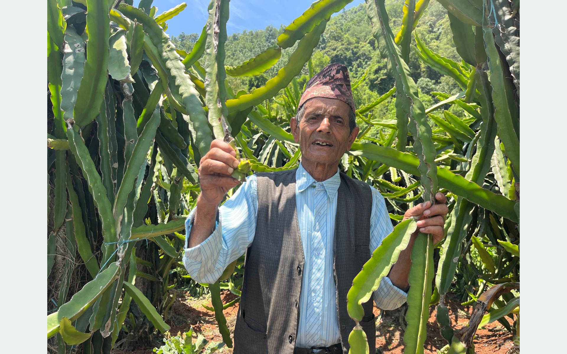 ड्रागन फ्रुटबाट वार्षिक दश लाख आम्दानी गर्दै ७७ वर्षीय बालकृष्ण