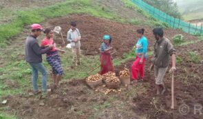 आलु बिक्री गर्न कोसेली घर सञ्चालन