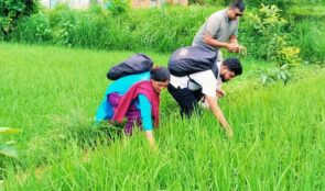 जेठो बूढो धानमा ‘ब्लाष्ट’ रोग देखिएपछि किसान चिन्तित