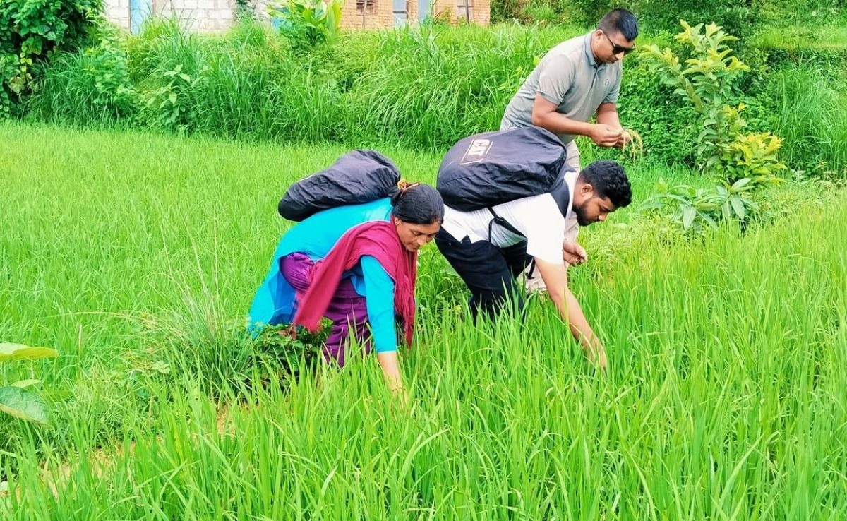 जेठो बूढो धानमा ‘ब्लाष्ट’ रोग देखिएपछि किसान चिन्तित