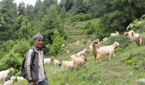 वैदेशिक रोजगारीमा ठक्कर, बाख्रापालनबाट मिल्यो सफलता