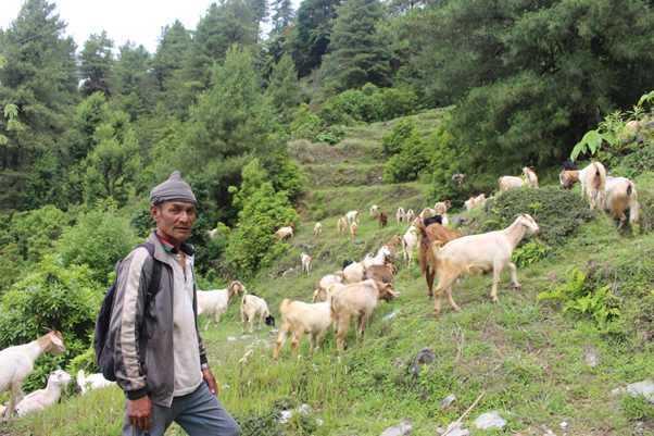 वैदेशिक रोजगारीमा ठक्कर, बाख्रापालनबाट मिल्यो सफलता