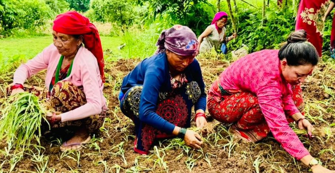 कोदोको माग बढ्दै उत्पादन घट्दै