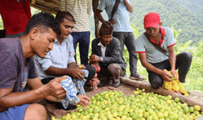 सिङ्चाङको पाखामा उदाहरणीय कागतीखेती