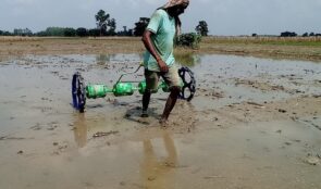 महोत्तरीमा ६० प्रतिशत धान रोपाइँ
