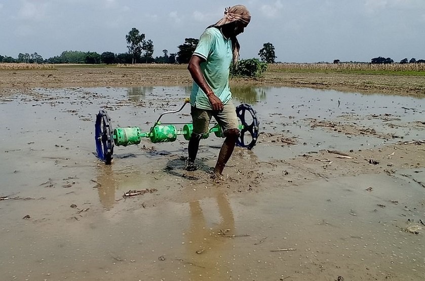महोत्तरीमा ६० प्रतिशत धान रोपाइँ