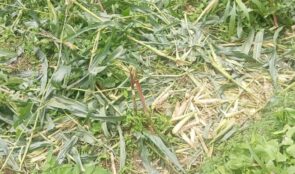 जङ्गली जनावरको आतङ्कले खेतबारीमै बास