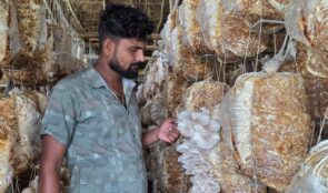 च्याउखेतीबाट वार्षिक १५ लाख आम्दानी गर्दै रोशन