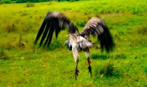 आठ दिनको उपचारपछि पुनर्जीवन पाएको सानो खैरो गिद्ध