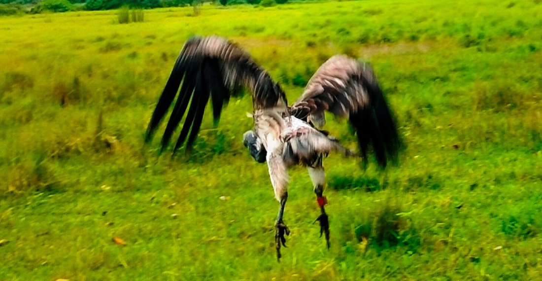 आठ दिनको उपचारपछि पुनर्जीवन पाएको सानो खैरो गिद्ध