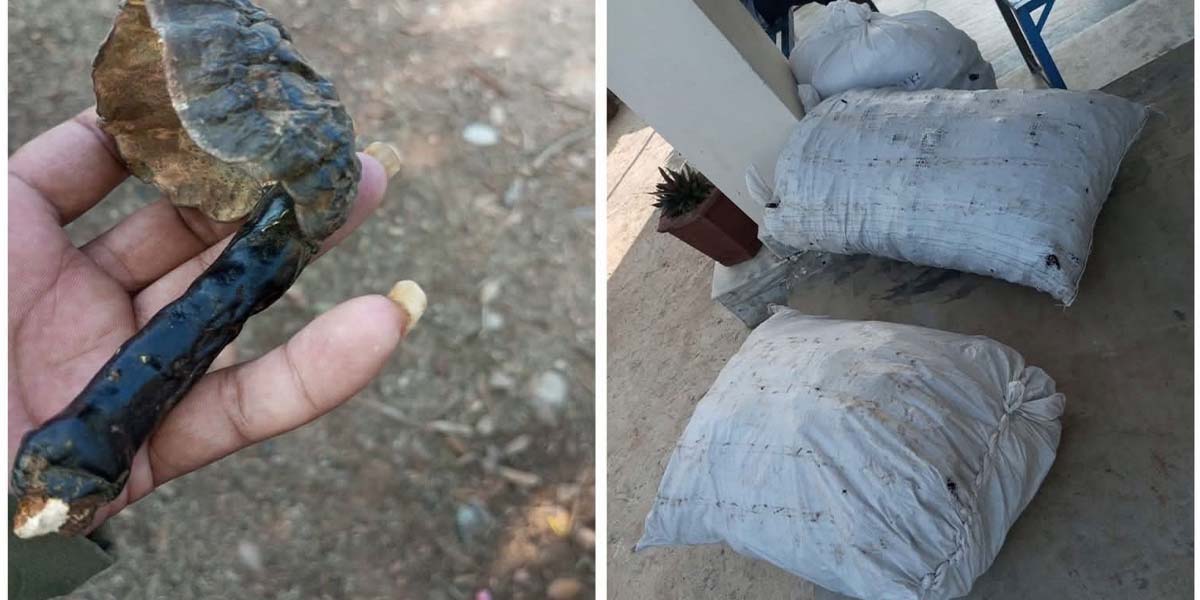 २१ लाखको रातो च्याउ बरामद
