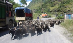 डोल्पा र जुम्लाका भेडाच्याङ्ग्रा मुस्ताङमा