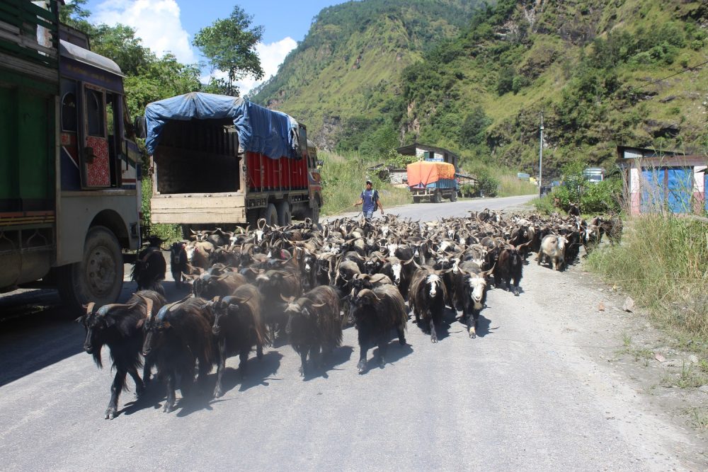 डोल्पा र जुम्लाका भेडाच्याङ्ग्रा मुस्ताङमा
