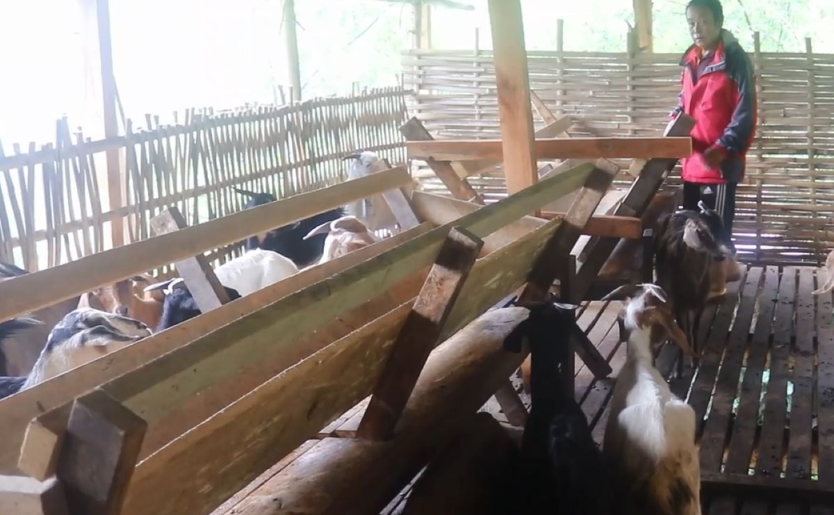 पूर्व गोरखा सैनिक राईको लोभलाग्दो बाख्रापालन व्यवसाय